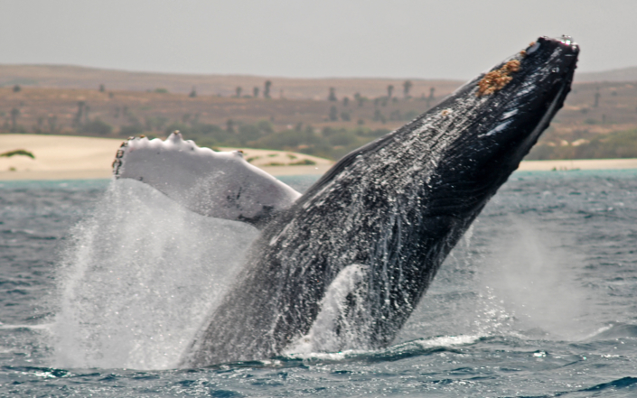 Baleine à bosse - Boa Vista, Cap Vert
